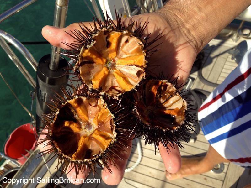 eat-sea-urchins-to-save-the-oceans