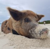 Swimming With Pigs In The Bahamas